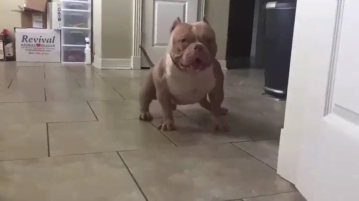 When a Pitbull get Excited