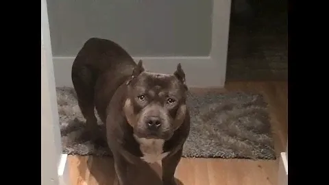 Amazing Funny Talking Dog Bully Pit Bull Compilation
