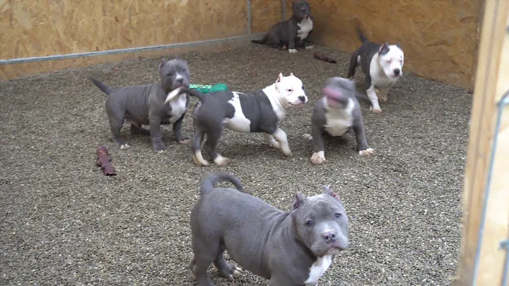 VERY AGRESIV AMERICAN BULLY HAHA