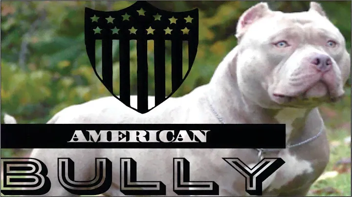 American Bully raza, características, cuidados y ejemplares. cachorros adiestramiento perros