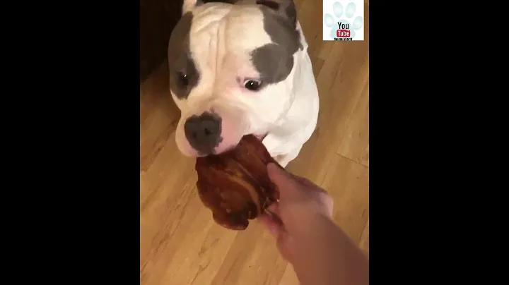 Dog Reacts To His Favourite Treat